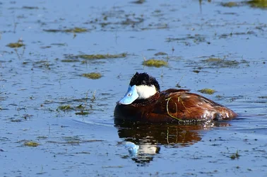 $Rudy Duck.webp