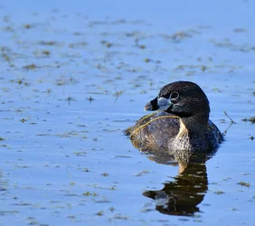 $Pied-billed Grebe.webp