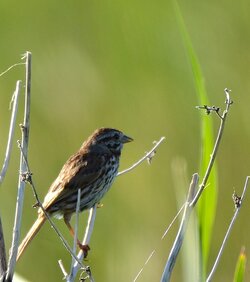 $Song Sparrow.JPG