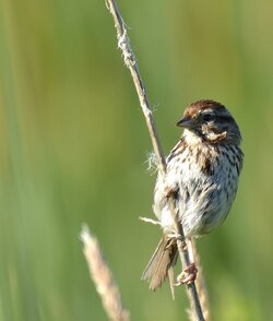 $Song Sparrow 3.JPG