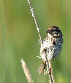 $Song Sparrow 3.webp