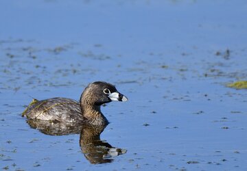 $Pied-billed Grebe 2.JPG