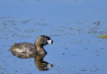 $Pied-billed Grebe 2.webp
