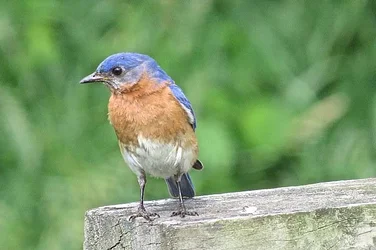 $bluebird1.webp