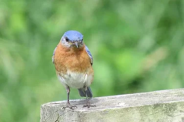 $bluebird2.webp
