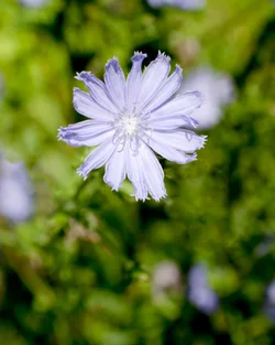 $Chicory-solitary.small.webp