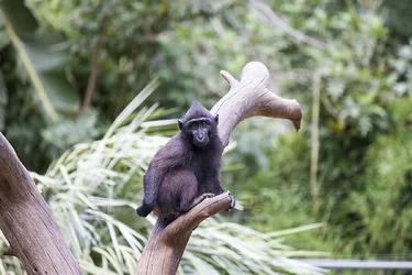 $monkey.webp