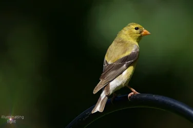 $Fav Wren.webp