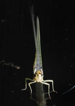 $bug from the front.small.webp