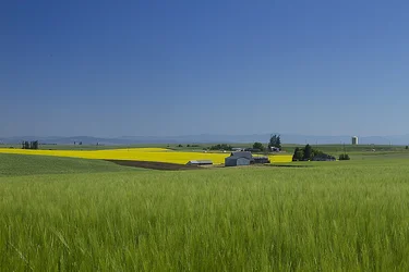 $North of Grangeville resized.webp