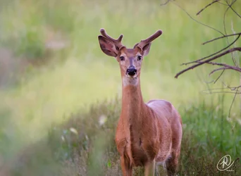 $Mid Summer Deer small (1 of 1).webp $Mid Summer Deer small (1 of 1).webp
