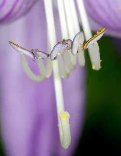 $Flower stemen.small.webp