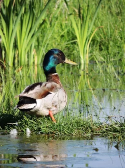 $emerald_mallard_by_jesuslover488448-d7opvt8.webp