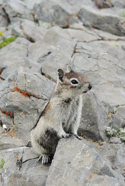 $chipmunk_by_jesuslover488448-d7opx3a.webp