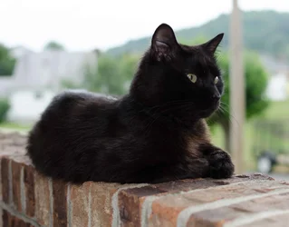 $Black Cat-1.small.webp