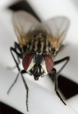 $Fly-Head-4.webp