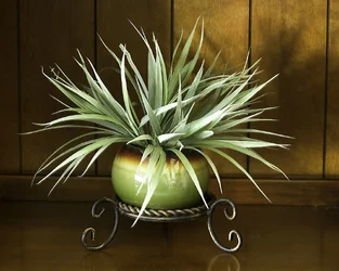 $Library Plant resized.webp