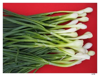 $onion.webp