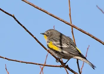 $bird.webp