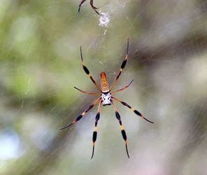 $Big-spider.webp