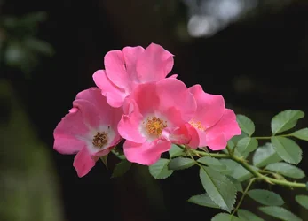 $Four-Antique-Roses-7-13-14.webp