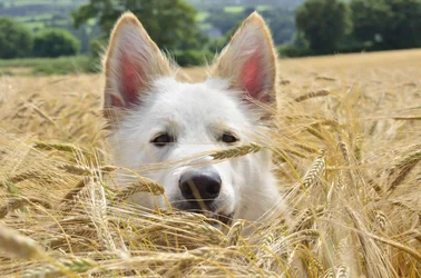 $CmcC(Dog)5.webp