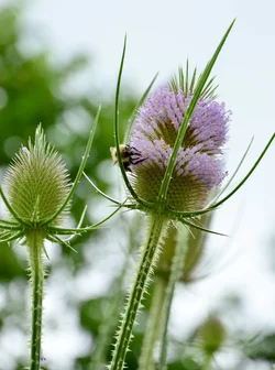 $big purple bloom with bee.small.webp