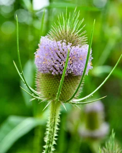 $big purple bloom.small.webp