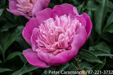 $amazing_pink_flower_in_canada_by_caramanos2000-d7mcywy.webp