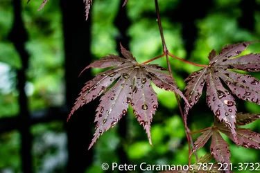 $wet_leaves_in_canada_by_caramanos2000-d7mcyf7.webp