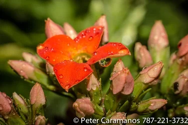$orange_flower_and_a_drop_of_water_by_caramanos2000-d6zmoko.webp