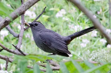 $Bird having a snack.small.webp