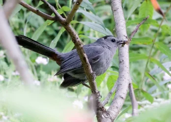 $Bird having a snack.small-3.webp
