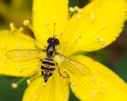 $Bug on a flower.small.jpg