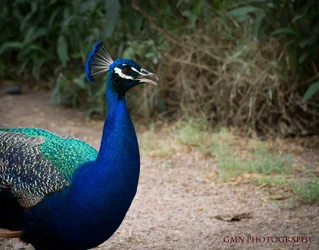$Peacock5cstamp (1 of 1).webp