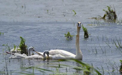 $Tundra Swan 2.webp