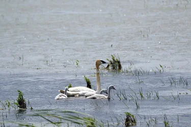 $Tundra Swan 1.webp