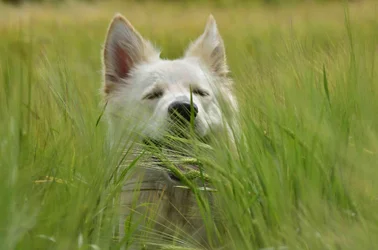 $CmcC(Dog)6.webp