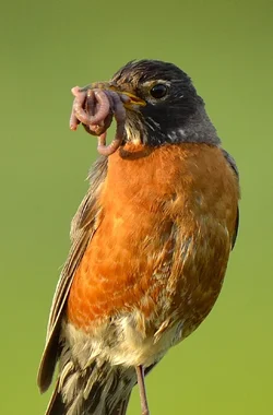$Robin Thats a mouth full.webp
