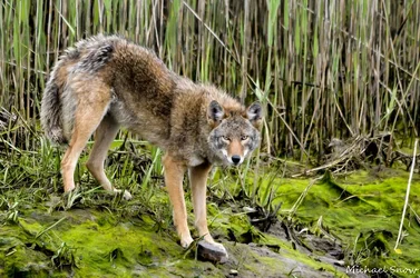 $coyote 5-16-12 061.webp