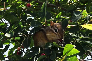 $Chipmunk eating berries.webp