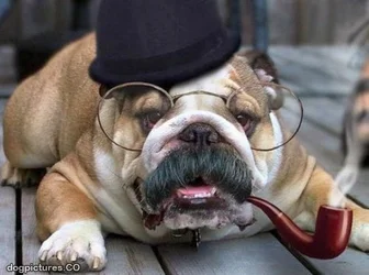 $funny-dog-mustache-2.webp