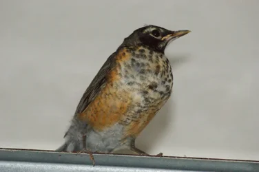 $bird 1.webp $bird 1.webp