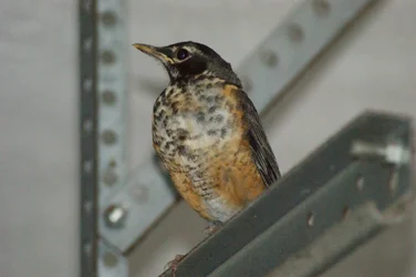 $bird 2.webp $bird 2.webp