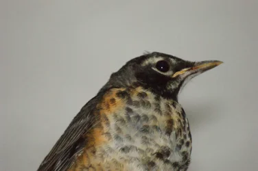 $bird 3.webp $bird 3.webp