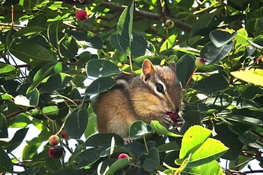 $chipmunkeatingberries3.webp