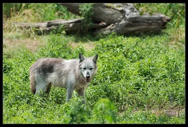 $Wolf Hollow - 011.webp
