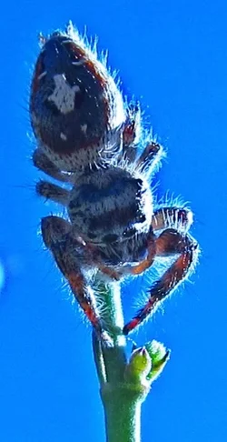 $Macro Spider.webp