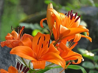 $Flowers1.webp