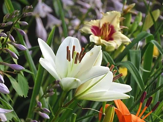 $Flowers2.webp